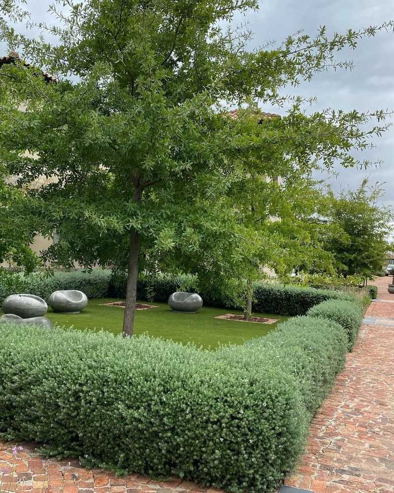 Municipal Ordinances Can Affect Tree Responsibility