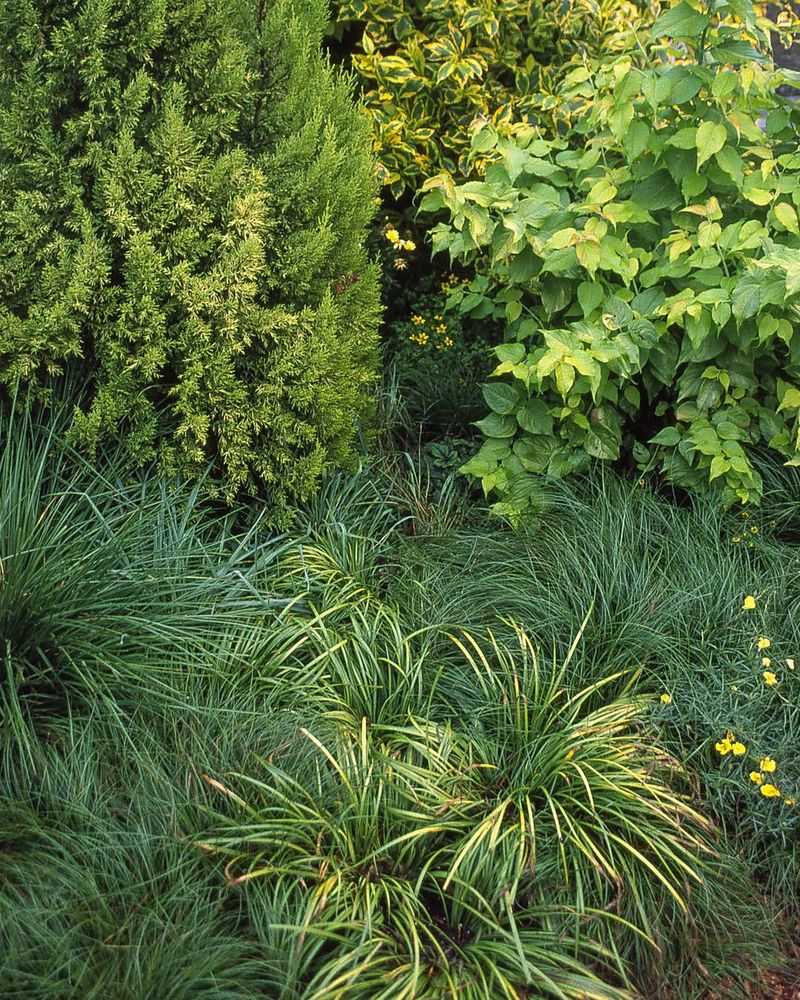Shade Tolerant Plants Suit Common Yard Conditions