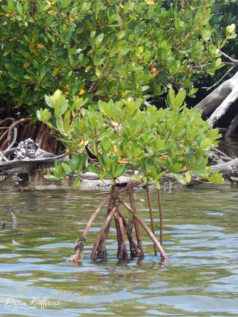 Confusion Over When A Permit Is Required For Trimming