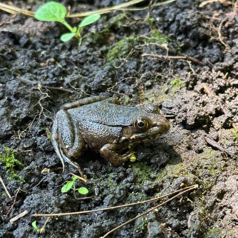 Native Frogs And Toads