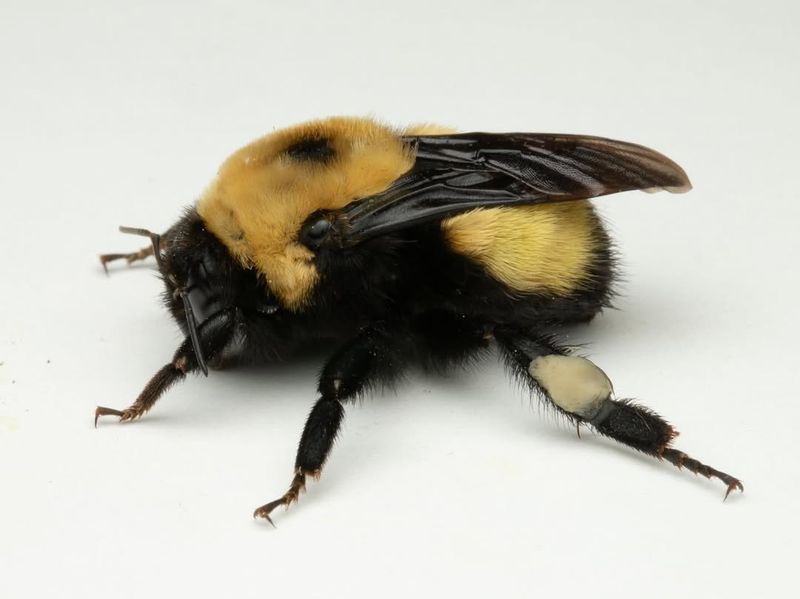 Native Bumble Bees (Bombus Species)