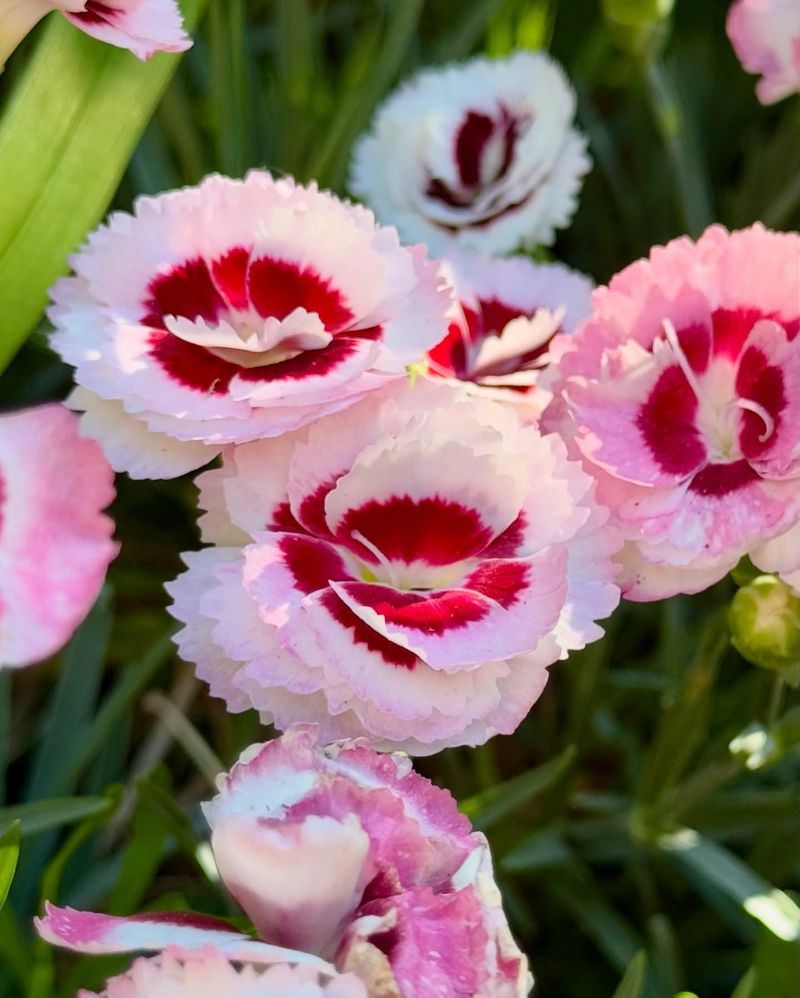 Dianthus