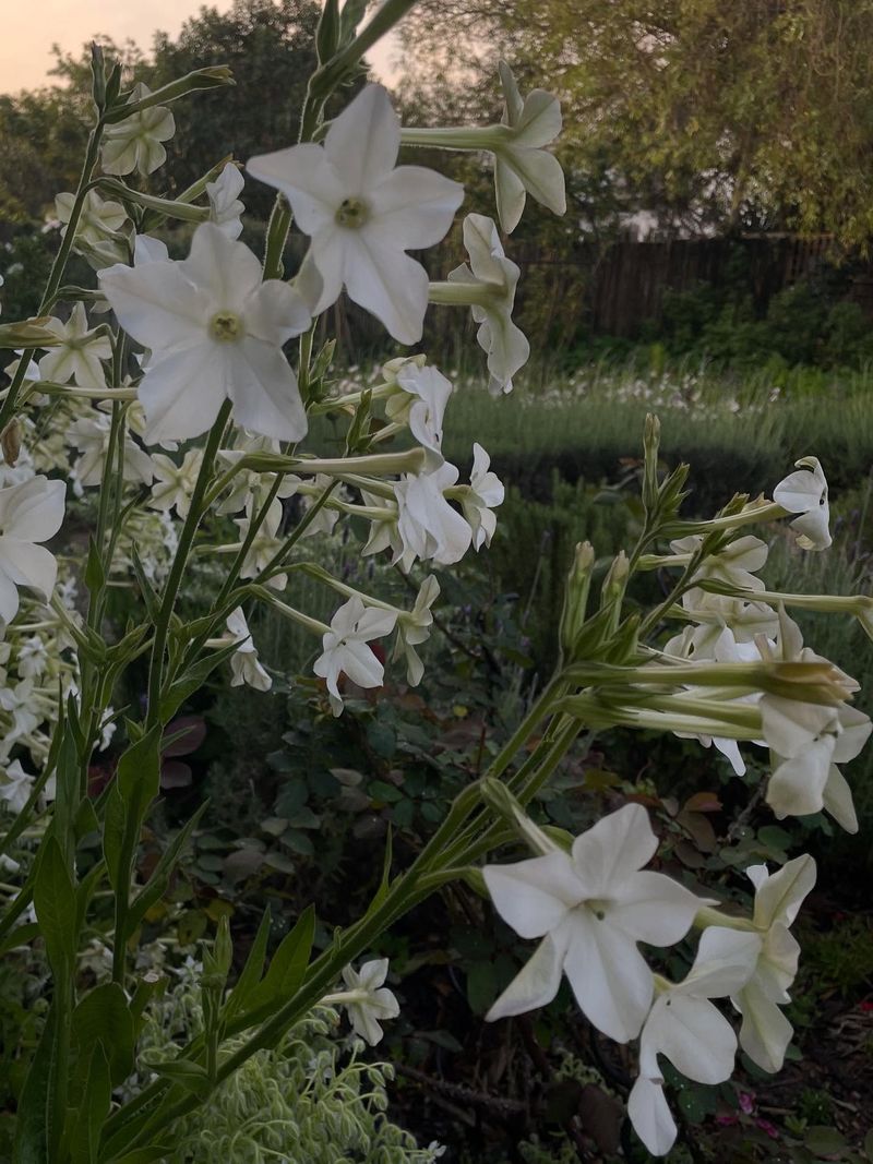 Nicotiana (Flowering Tobacco)