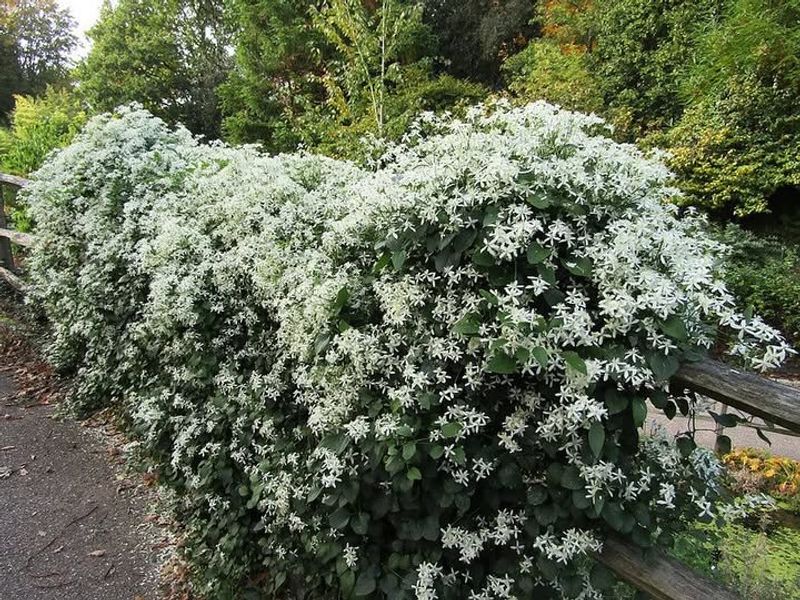 Sweet Autumn Clematis