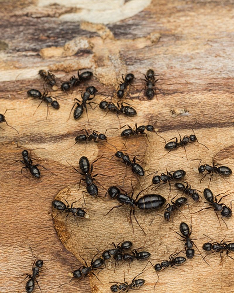 Carpenter Ants