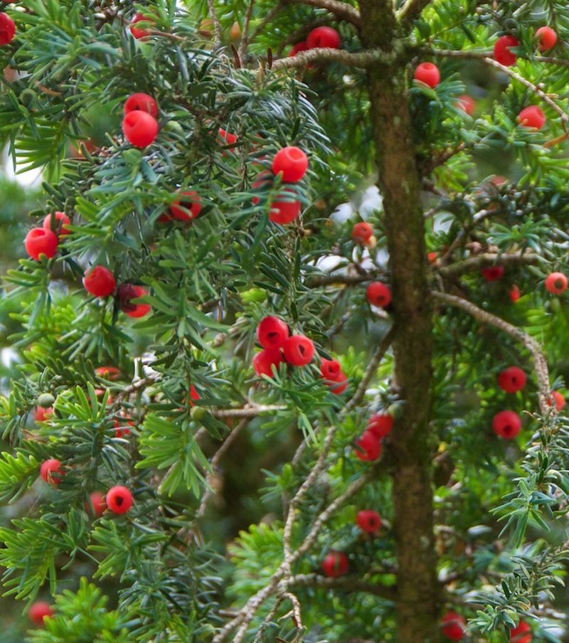 Yew Tree (Taxus Species)