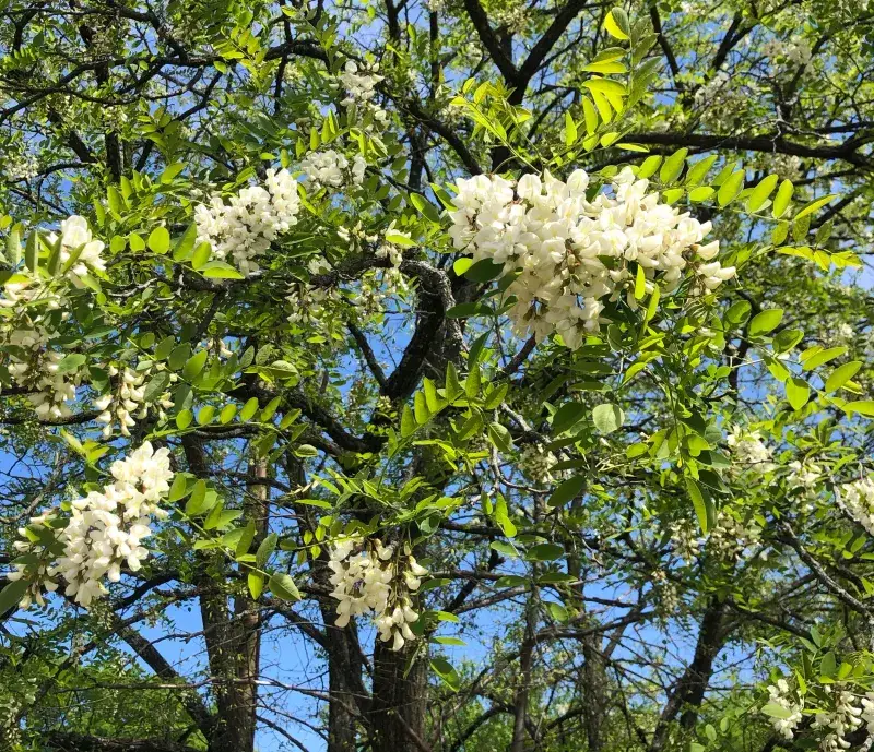 Black Locust Tree