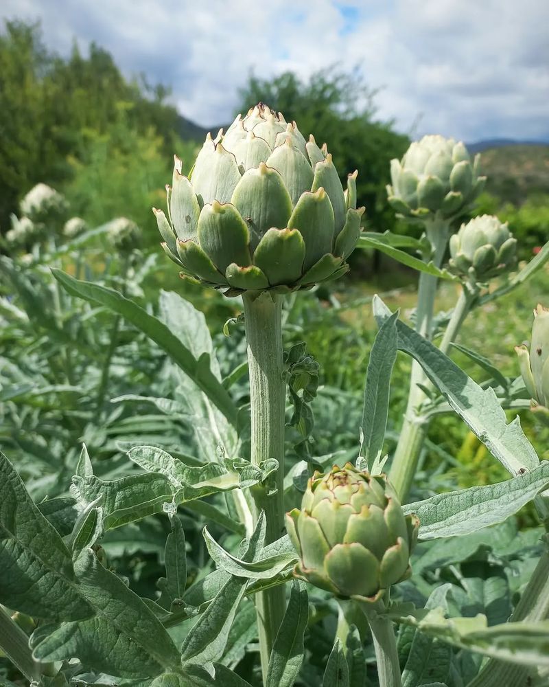 Globe Artichokes