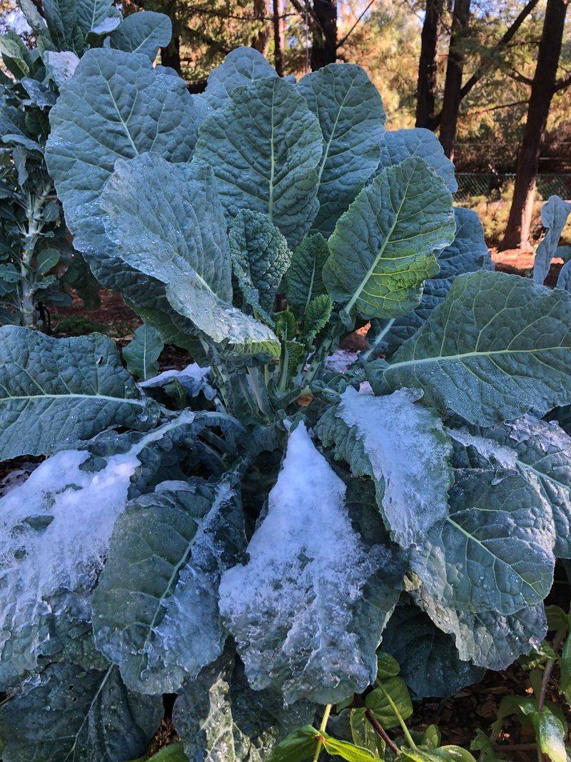 Perennial Kale / Tree Collards (Cold-Hardy Varieties)