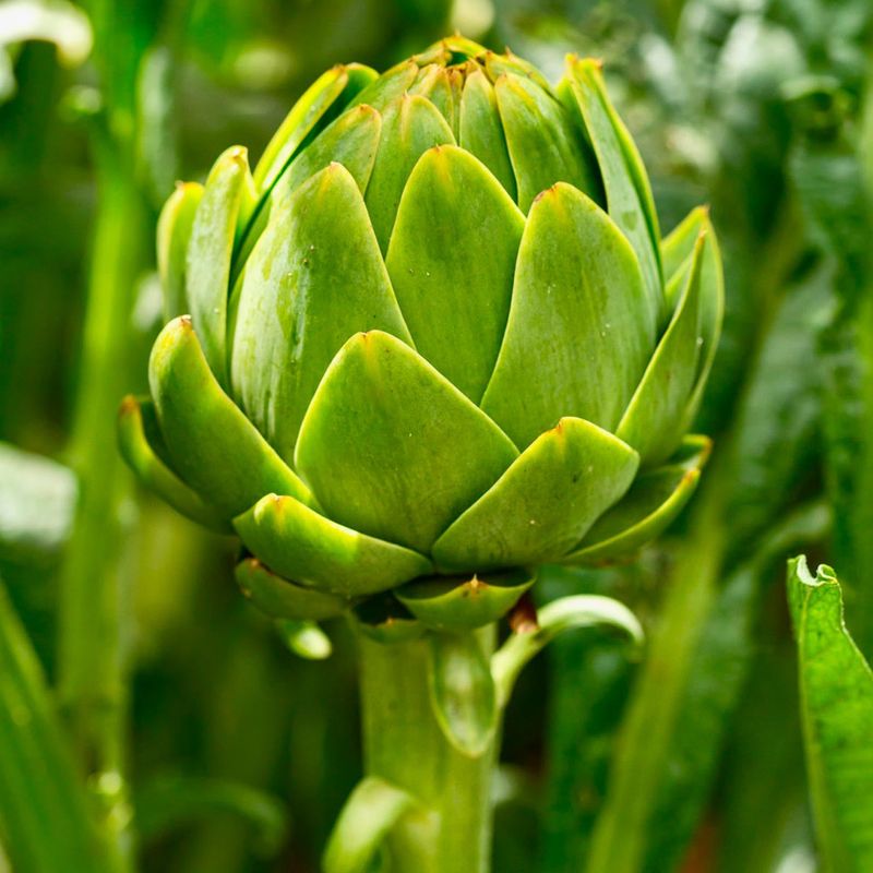 Globe Artichoke (Cynara Cardunculus)