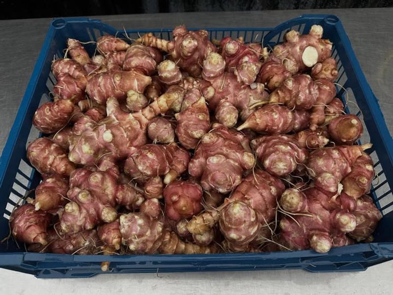 Jerusalem Artichoke