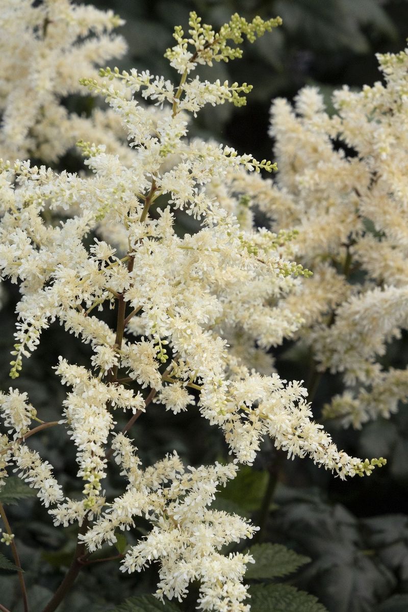 Astilbe 'Bridal Veil'