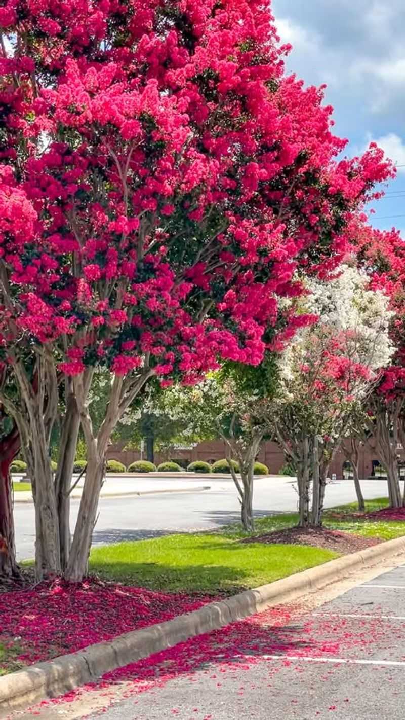 Crape Myrtle