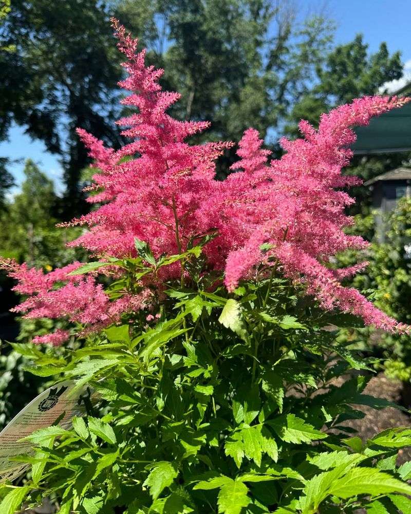 Astilbe Adds Feathery Blooms Throughout Summer