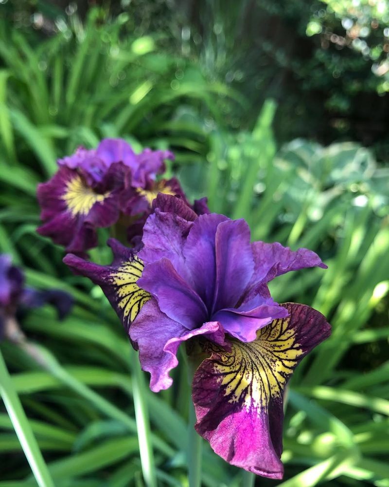 Siberian Iris