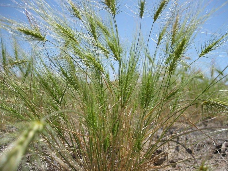 Medusahead (Taeniatherum Caput-Medusae)