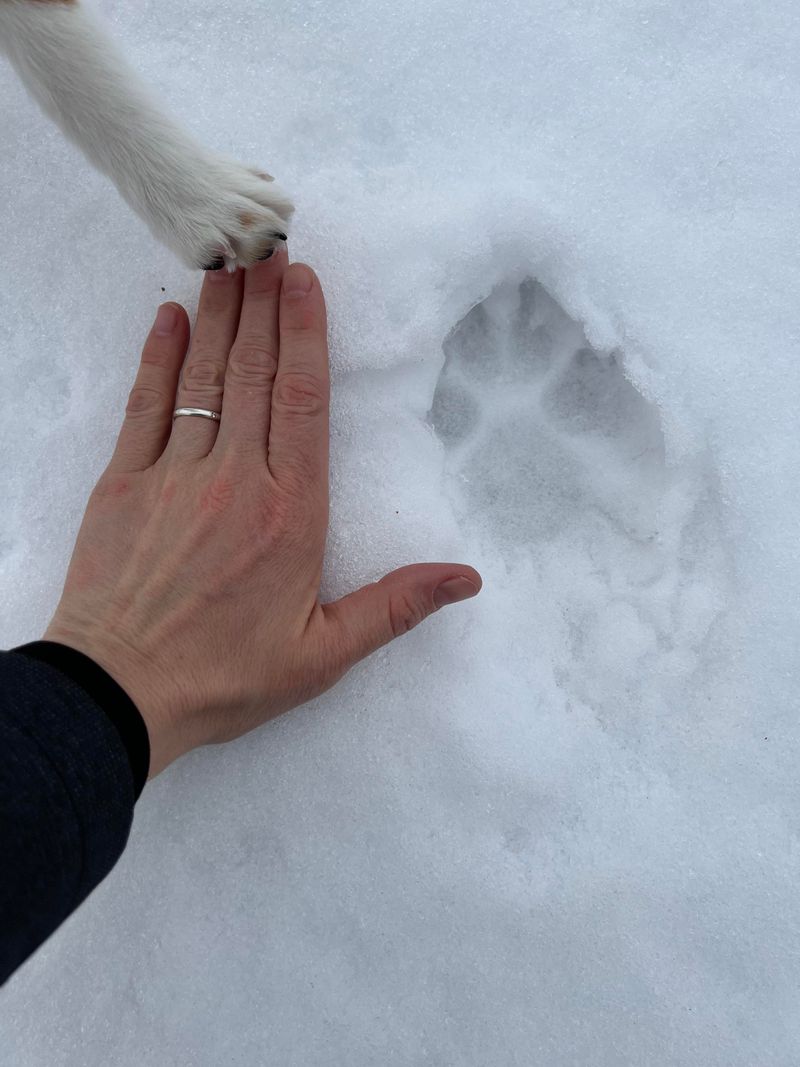 The Difference Between Coyote Tracks And Dog Tracks
