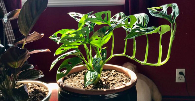 healthy houseplant in winter