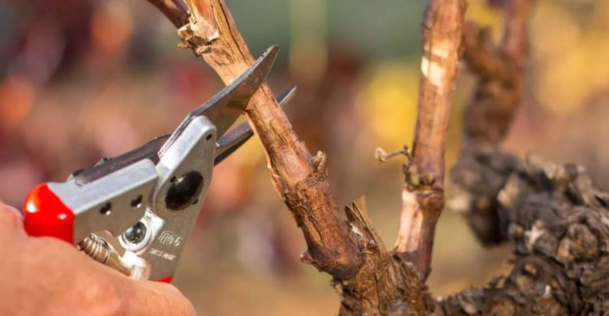 How Arizona Gardeners Can Get Their Yards Ready For 2026