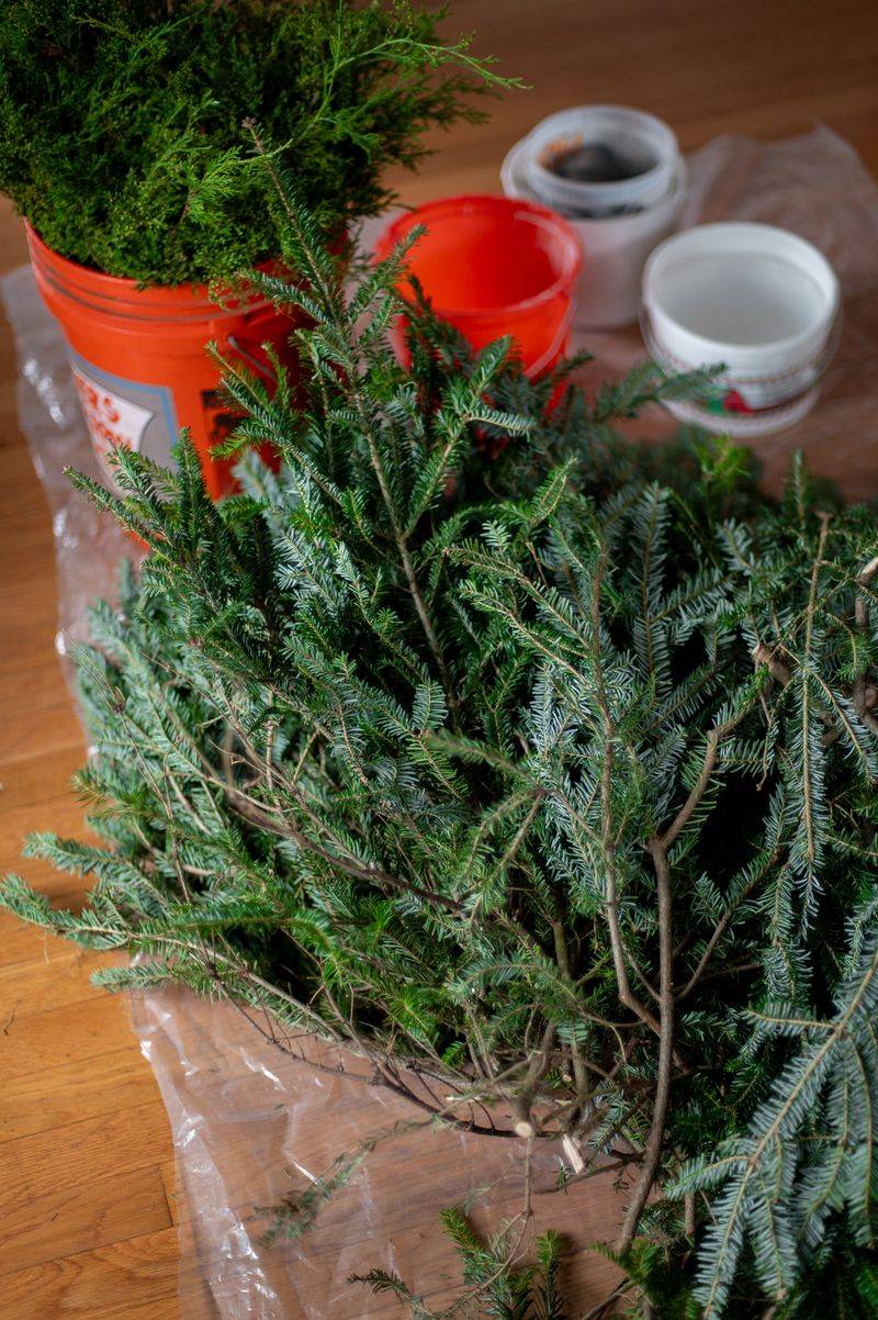 When To Harvest Cuttings Without Damaging Your Plants