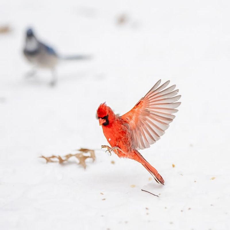 Why Winter Is The Best Time To Spot Cardinals In Illinois