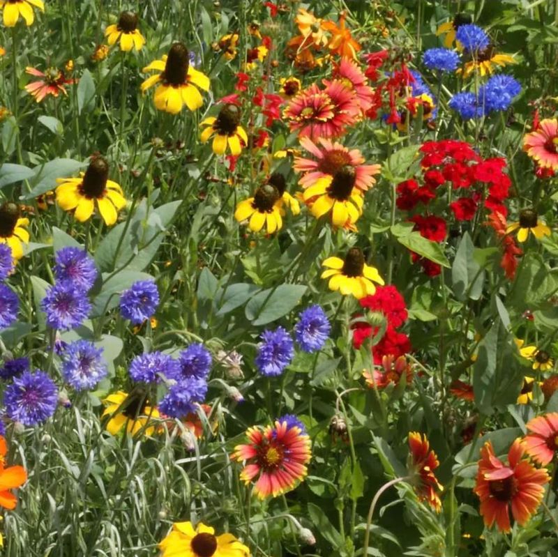 Select Native California Wildflower Seeds for Best Results