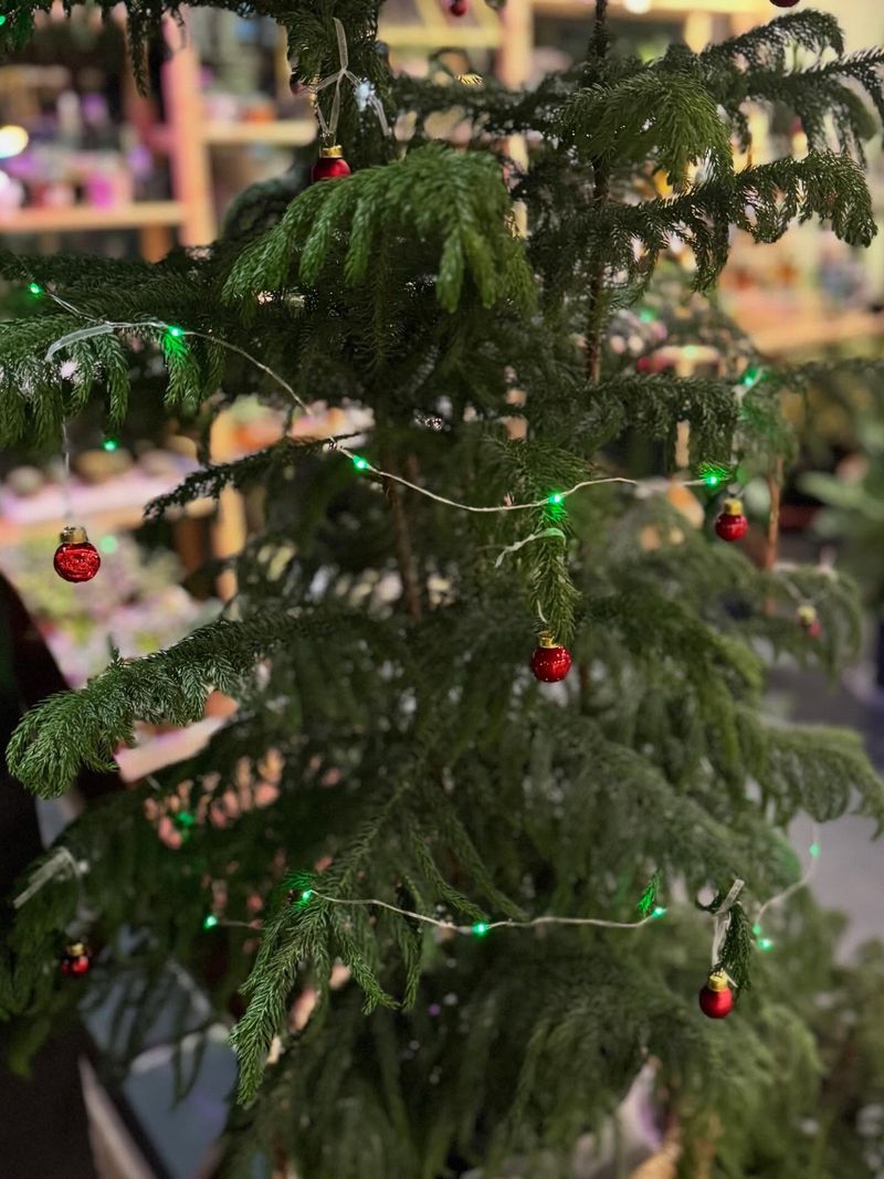 Potted Norfolk Island Pines Bring Indoor Tradition Outside