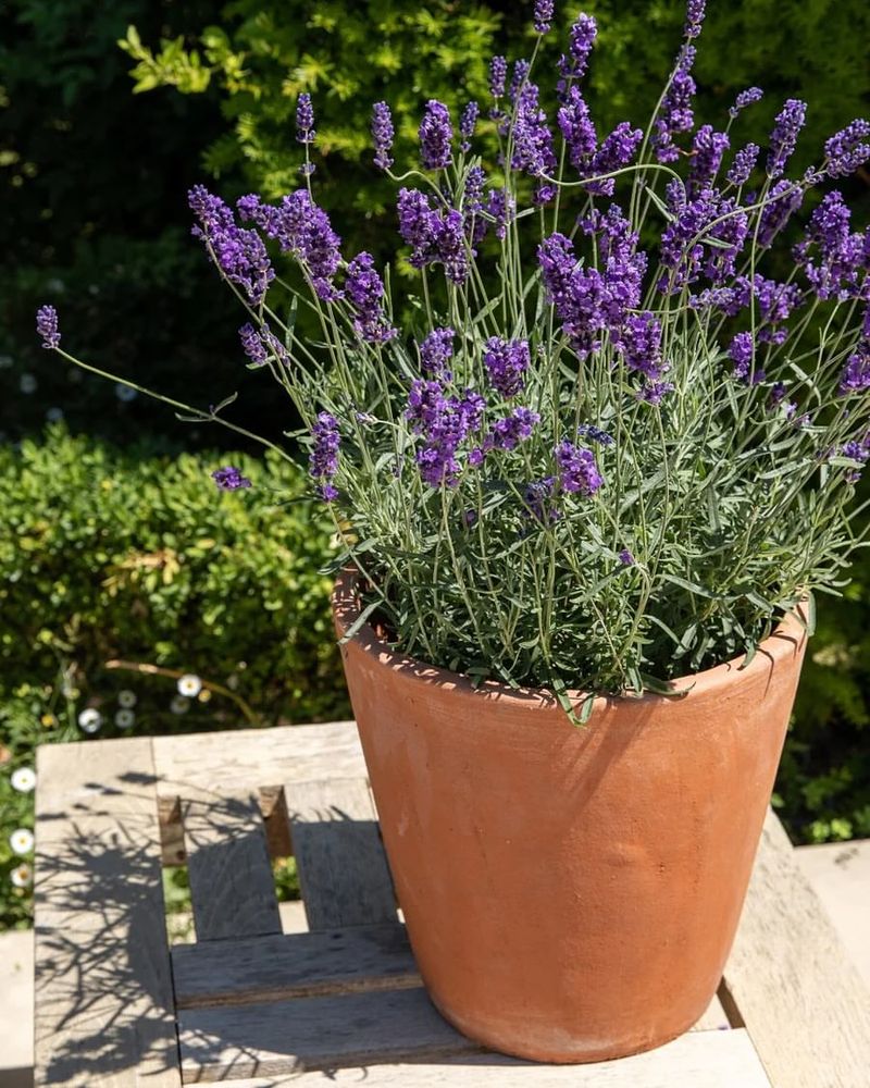 Lavender Brings Instant Calm To Busy Lives