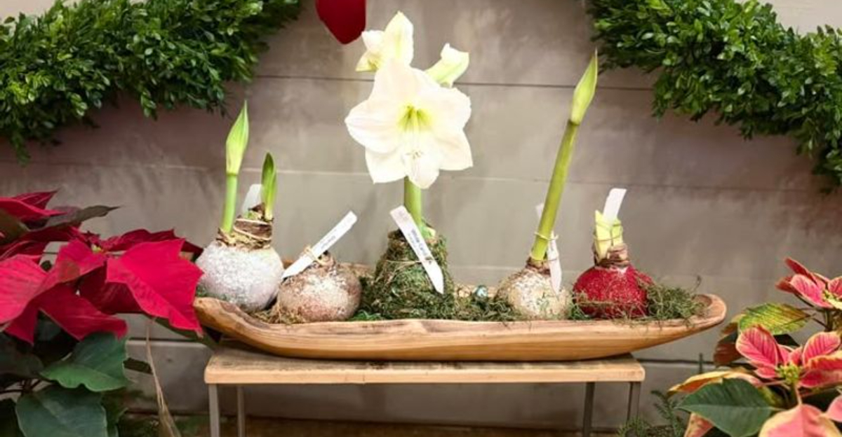 plant (featured image)