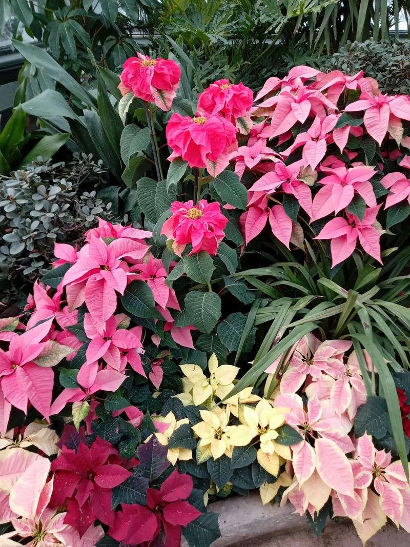 Poinsettias Create Bold Holiday Color