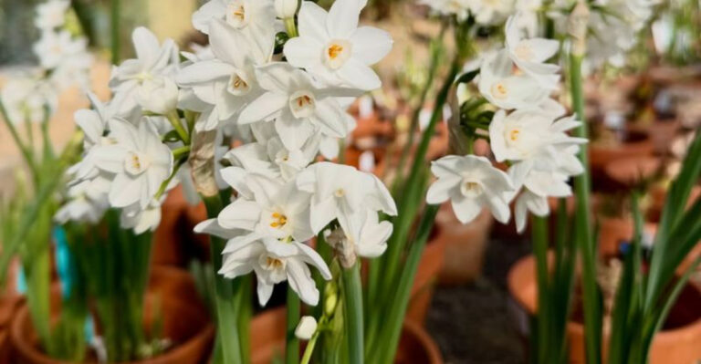 paperwhites