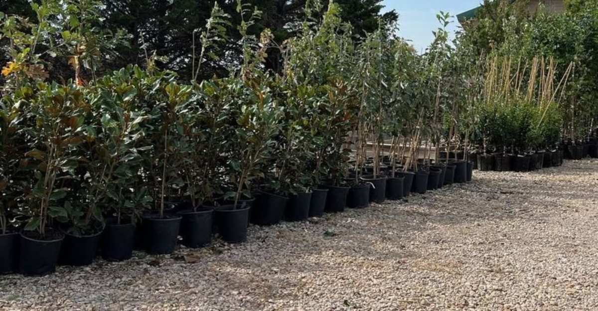 How Chicago’s 68,000 New Trees Could Change The City’s Environment