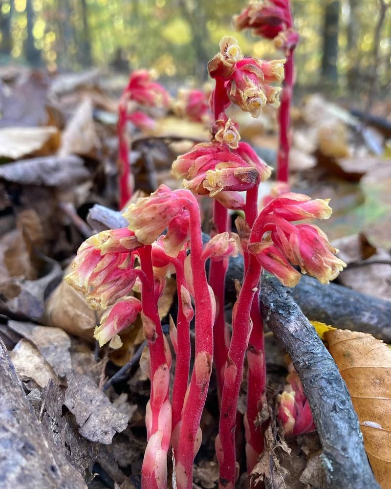 Other Unusual Plants That Share Ghost Pipe's Habitat In North Carolina