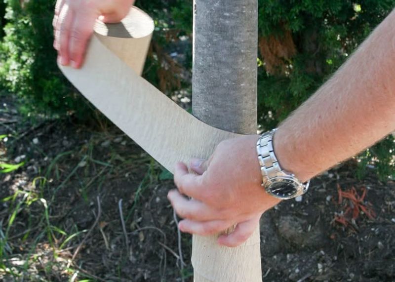 Simple Ways Gardeners Are Preventing New Cracks