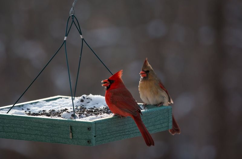Why You Often See Cardinals In Pairs At Feeders