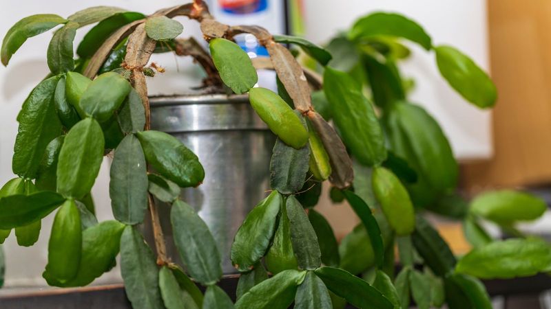 Signs Your Overwintering Plants Are Getting Too Much Water