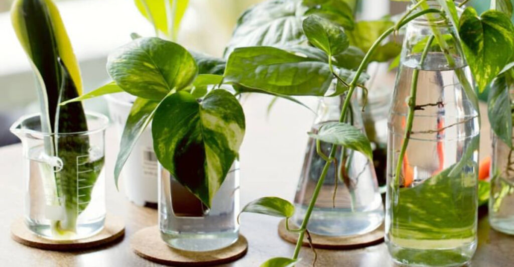 How Colorado Gardeners Use Hydrogen Peroxide In December To Prevent ...