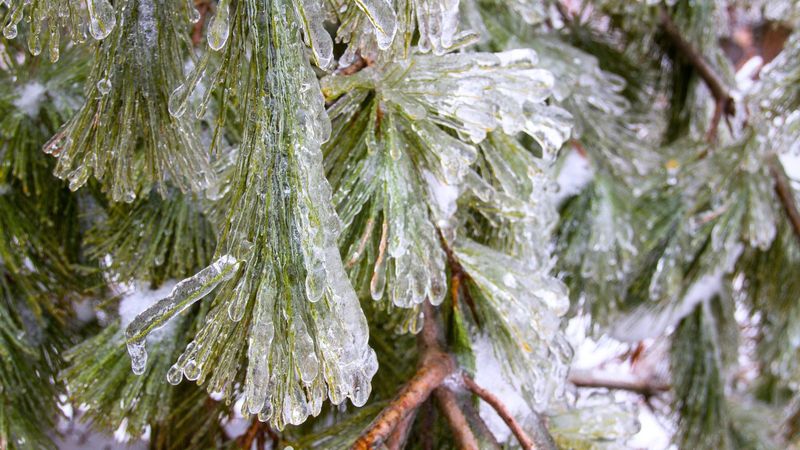 Gently Remove Excess Ice And Snow From Branches