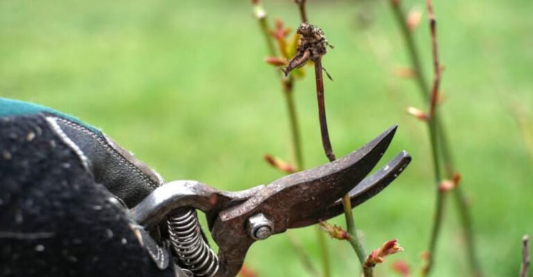 pruning damaged shrub