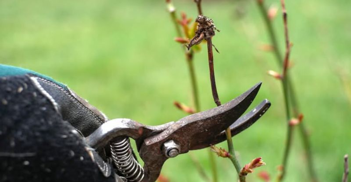 How Connecticut Gardeners Can Respond When Ice Starts Splitting Their Shrubs