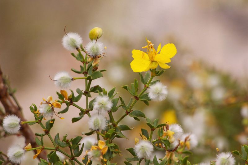 The Deep Root System That Keeps It Alive For Decades