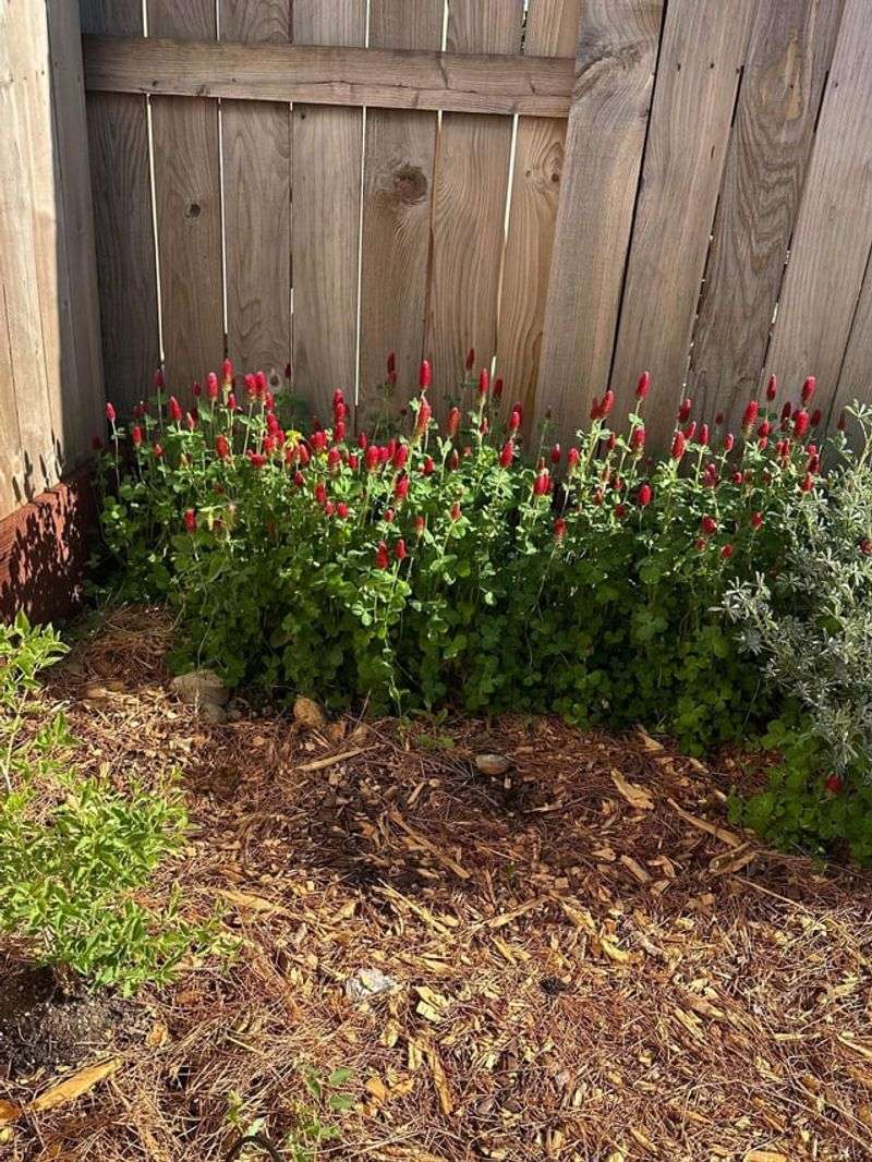 What Happens To The Soil After Clover Is Cut Down