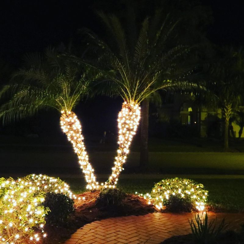 How Palm Trees Turn Florida Driveways Into Bright Holiday Entrances