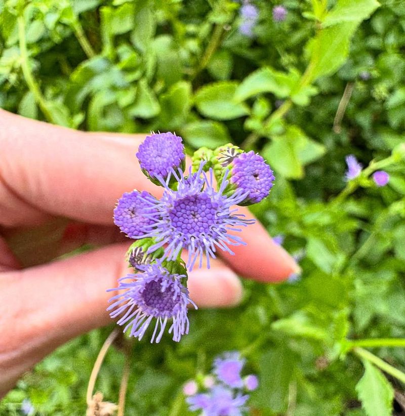 Choose Native Florida Plants That Thrive Naturally
