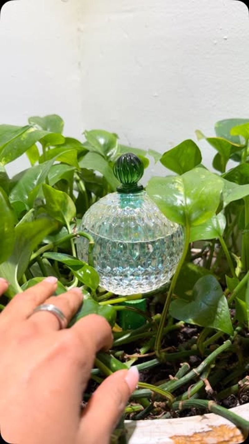 Self-Watering Globes Save The Day