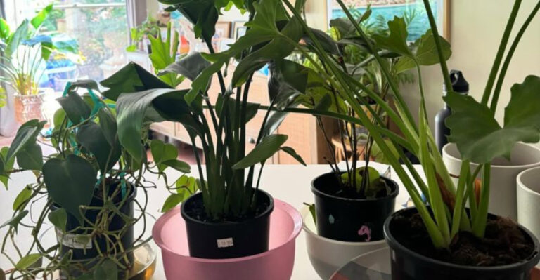 moisture for plants while away