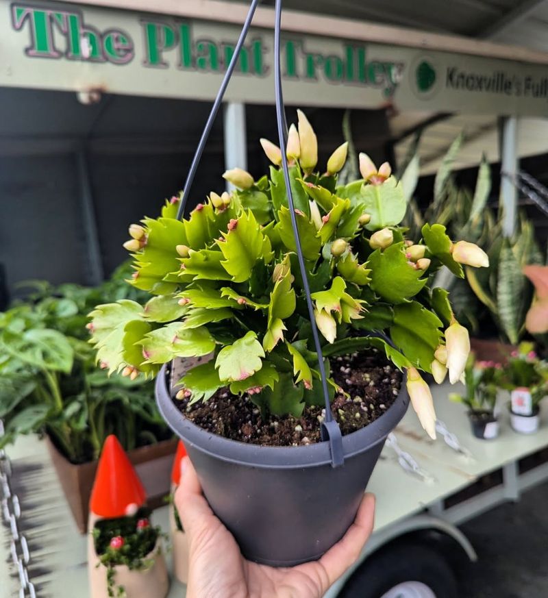 Managing Light Exposure with Florida's Intense Sunshine