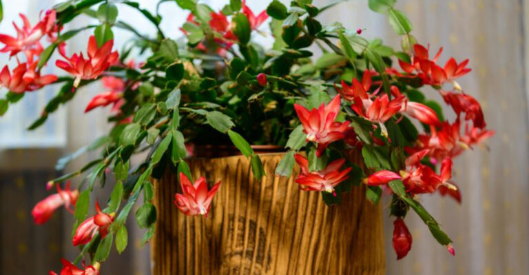 blooming christmas cactus