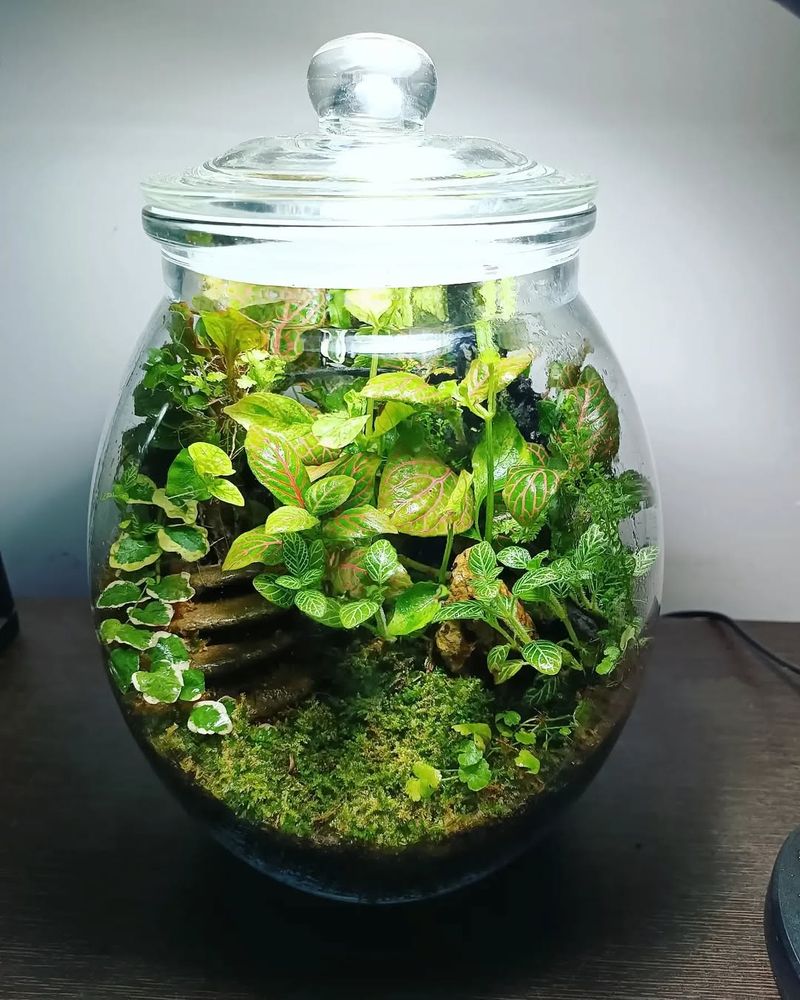 Terrarium Gardens in Glass Containers