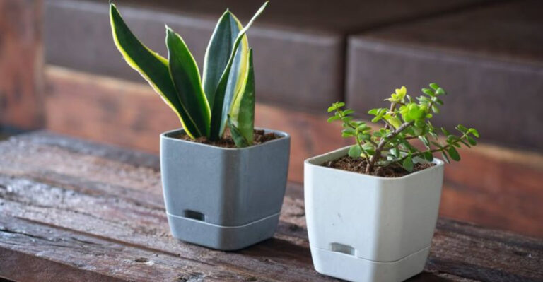 houseplants (featured image)